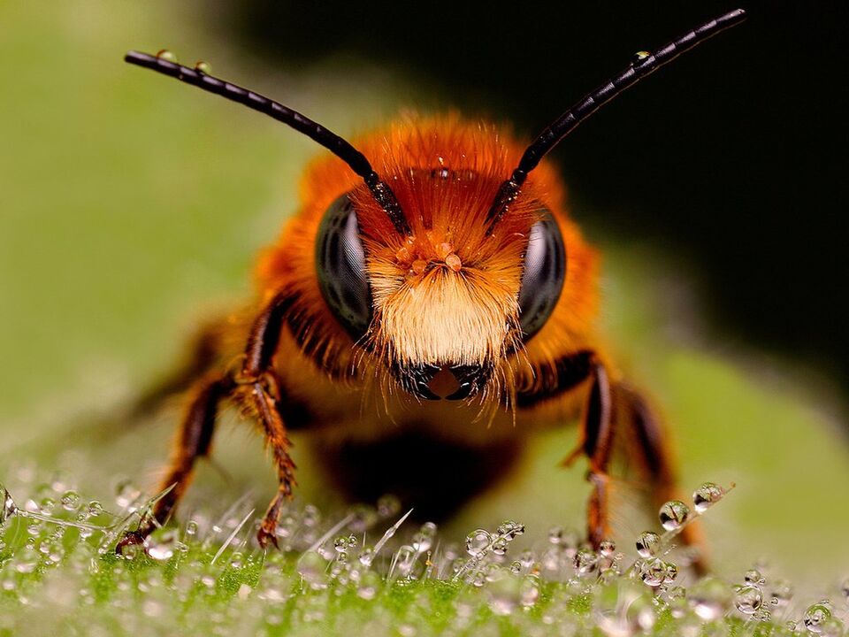 бджола і бджолину отруту при шийному остеохондрозі